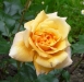 gold-topas.jpg