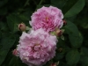 lavender-lassie-ogrod-bot-lublin-2011-012