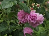 lavender-lassie-ogrod-bot-lublin-2011-013