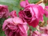lavendula-ogrod-bot-lublin-2011-022