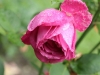 lavendula-ogrod-bot-lublin-2011-023