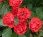 orange-special-2.jpg