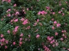 pink-cover-ogrod-bot-lublin-2011-043