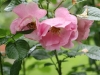 ppink-robusta-grod-bot-lublin-2011-046