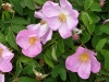 rosa-gallica.jpg