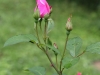 sparrieshop-ogrod-bot-lublin-2011-060