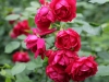 stadt-kiel-ogrod-bot-lublin-2011-063