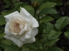 swan-lace-ogrod-bot-lublin-2011-006