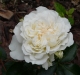 white-meill.jpg