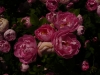 raubritter-2