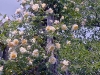 easles-golden-rambler.jpg