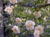 easles-golden-rambler2.jpg