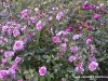gertrude-jekyll5.jpg