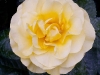golden-wedding5717.jpg