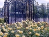 phab-gold.jpg