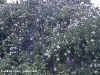 rambling-rector.jpg
