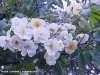 rambling-rector5.jpg