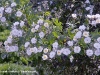 rosa-multiflora-platyphylla5.jpg