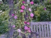 zephirine-drouhin.jpg