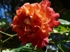 ada-dent-par-jpg2_