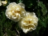 agnes_0
