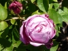 archiduchese-eliz