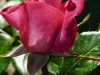 baroness-rotschild-jpg1_