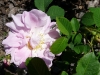 belle-couronee