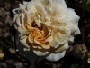 buff-beauty