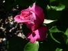 caprice-de-meilland2