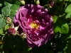chianti