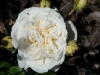 colonial-white-jpg1_