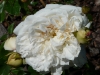 colonial-white