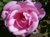 comtesse-de-caserta-jpg1_