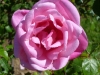 comtesse-de-caserta