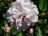 cornelia2