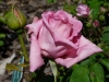 dame-edith-helen-3