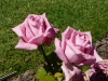 dame-edith-helen