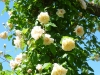 despres-a-fleur-jaune-jpg1_