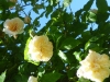 despres-a-fleur-jaune-jpg3_
