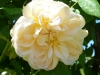 despres-a-fleur-jaune