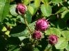 duc-de-fitzjames