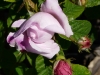 duchesse-dangulem