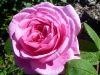 gertrude-jekyll