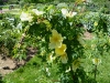 harrisons-yellow-jpg1_