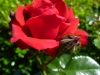 lady-penzance
