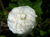 madame-hardy