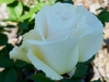 margaret-merril