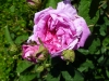 marie-louise-r1813