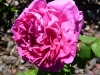 mme-isaac-pereire-jpg1_